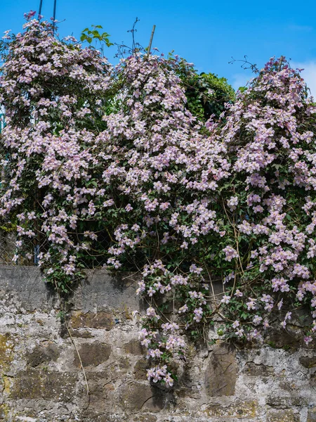 Abundantemente Grandes Flores Clematis Crece Contra Pared — Foto de Stock