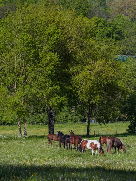 Pferde Auf Saftigen Weiden Koppel Mai — Stockfoto