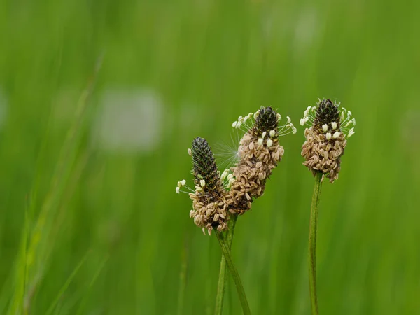 Single Flowering Grass Summer Flower Meadow — Stock Photo, Image