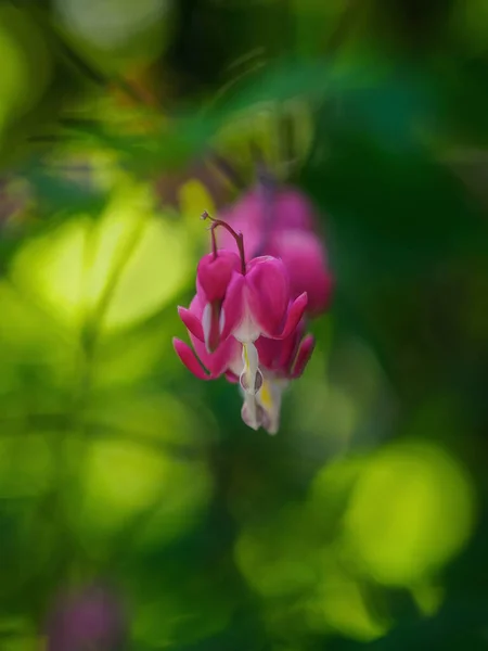 Egyetlen Virág Vérző Szív Makró Bokeh Minimális Fókusz — Stock Fotó