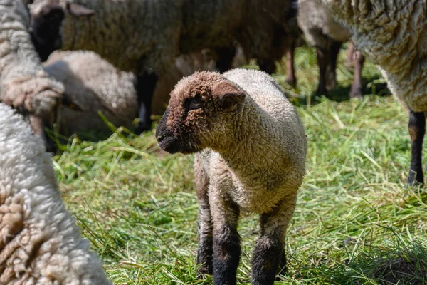 Ovelhas Pastagem Exuberante Com Cordeiros Maio — Fotografia de Stock