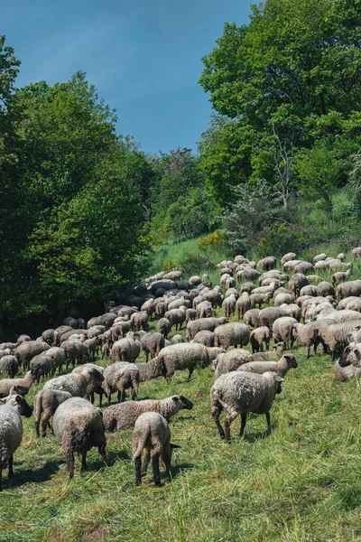 Ovelhas Pastagem Exuberante Com Cordeiros Maio Ovelha Com Pequenos Cordeiros — Fotografia de Stock