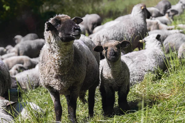 Ovelhas Pastagem Exuberante Com Cordeiros Maio Ovelha Com Pequenos Cordeiros — Fotografia de Stock