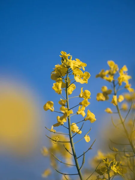 Rapeseed Blossom Time Fields Single Blossom — Stock Photo, Image