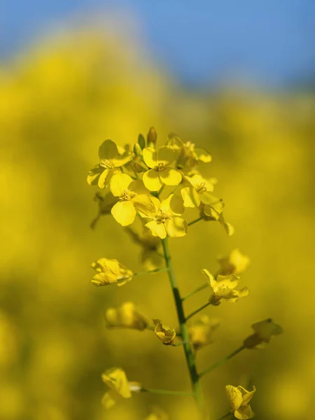 Repcemag Virágzás Ideje Mezők Egyetlen Virág — Stock Fotó