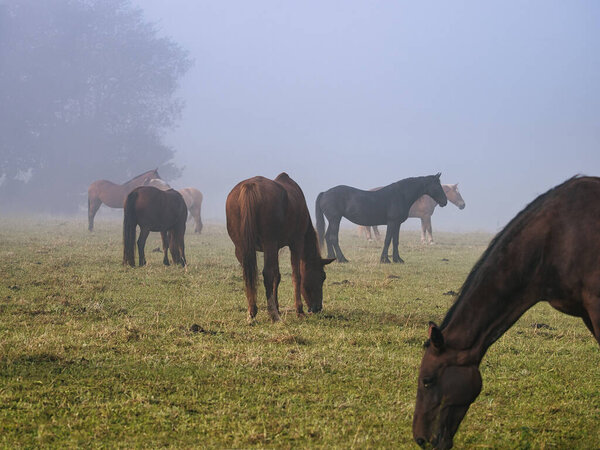 Туман, дождь и роса, лошади на пастбище