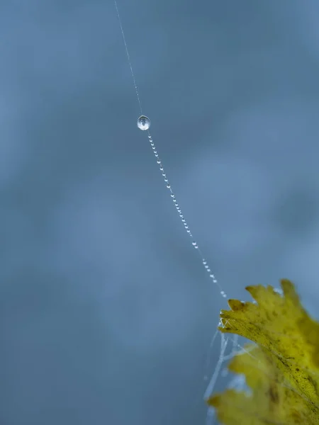 Drops Weaving Thread Macro Dew — Stock Photo, Image