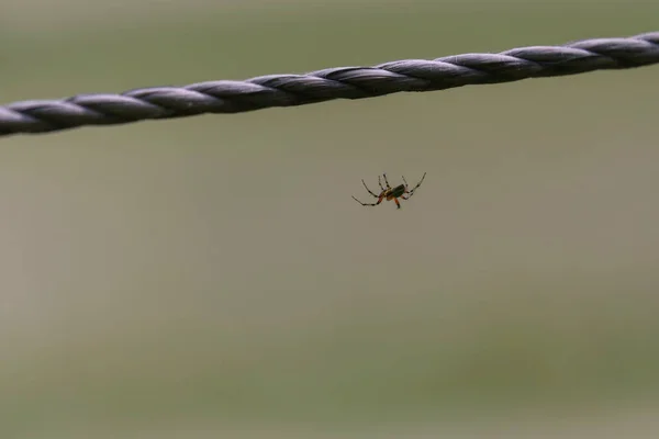 蜘蛛网 它的长腿在铁丝网上的网 — 图库照片