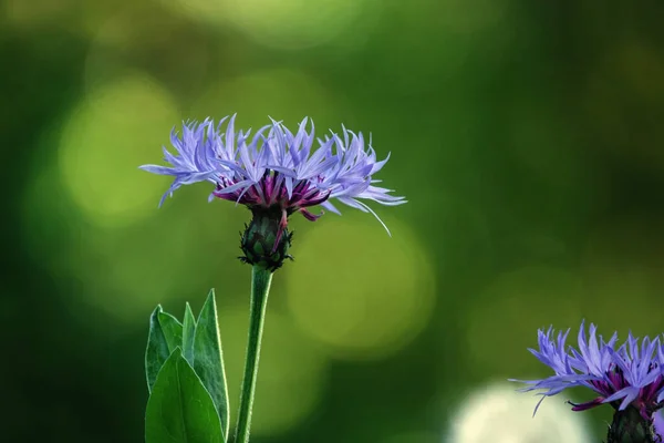 Purple Flower Close View — Stock Photo, Image