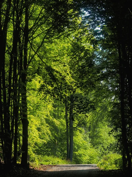 美丽的夏季风景 绿树绿草 — 图库照片