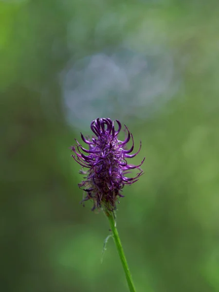 beautiful purple flower in the garden, Purple devil\'s claw in meadow