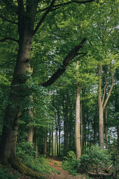 Trees Forest — Stock Photo, Image