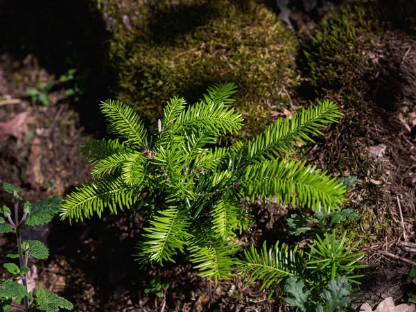 Πράσινο Πεύκο Στο Δάσος — Φωτογραφία Αρχείου