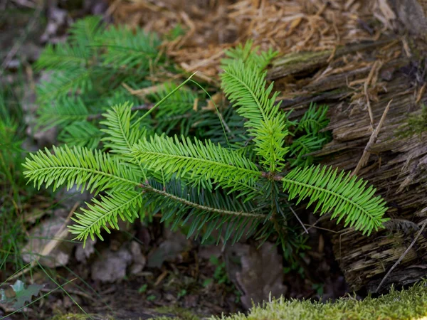Bos Natuurlijke Nieuwe Groei Sparren Zaailingen — Stockfoto