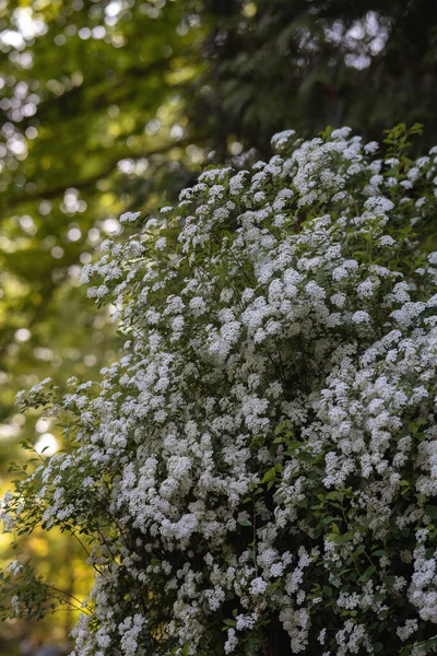 Marburgu Ockershausen Duże Białe Krzewy Kwitnące Spirea Parku — Zdjęcie stockowe