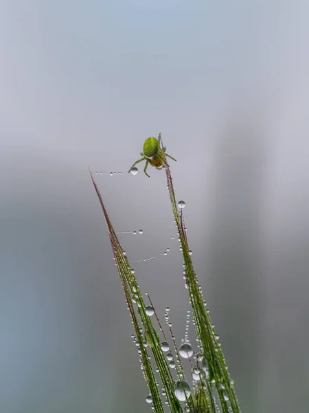 绿色背景上的蜘蛛 雾中的线上的露珠 — 图库照片