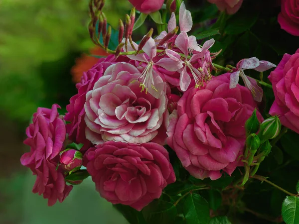Bellissime Rose Fiori Sfondo Sfocato Primo Piano — Foto Stock