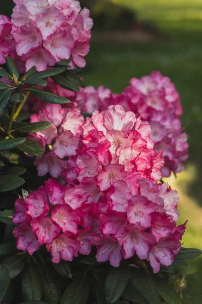 Rhododendronblüten Busch Park Ockershausen Marburg — Stockfoto