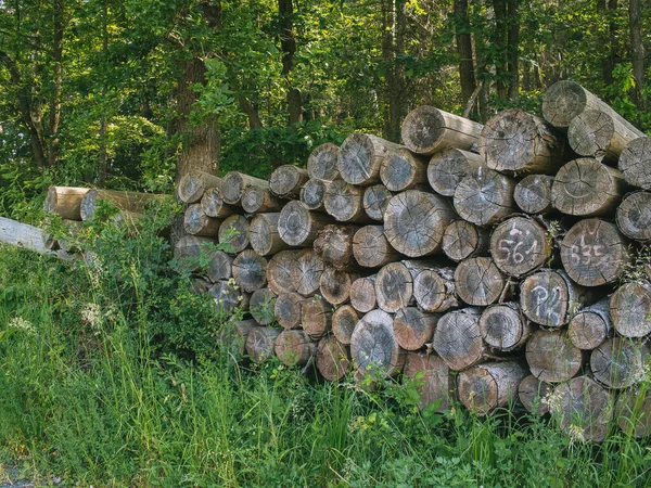 木の山 冬の薪 — ストック写真