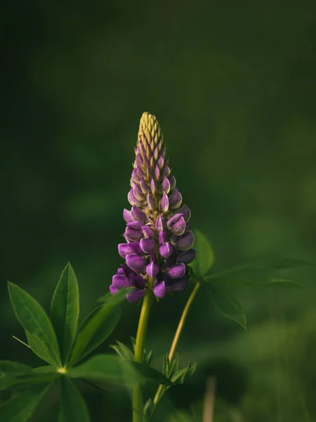 Belles Fleurs Lupin Violet Poussant Dans Forêt — Photo