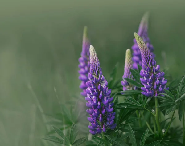绿色背景下美丽的紫色羽扇豆花的近景 — 图库照片