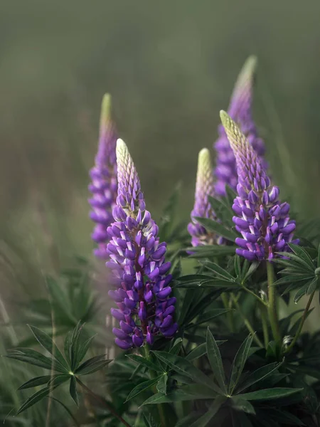 Hermosas Flores Altramuz Púrpura Campo —  Fotos de Stock