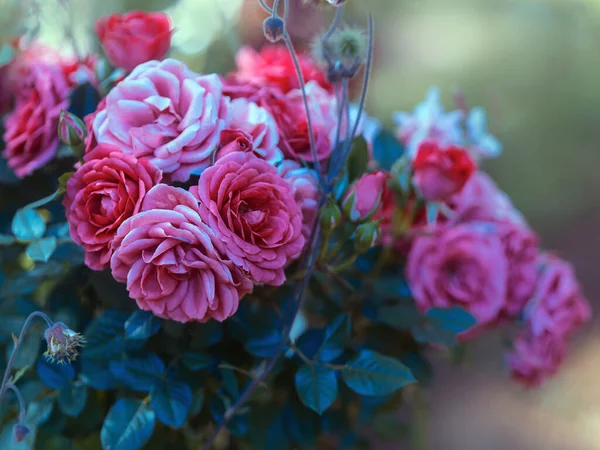 Kleine Rosenblätter Einem Strauß Gebunden — Stockfoto
