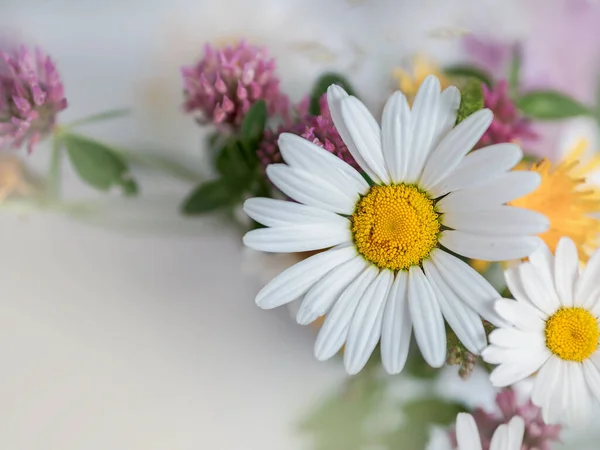 Gyönyörű Virágok Kertben Kis Váza Százszorszépekkel Szobában Jogdíjmentes Stock Fotók