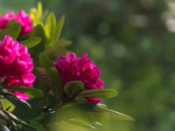 Tmavě Fialové Květy Rododendron Parku Jemná Zelená Květnu — Stock fotografie