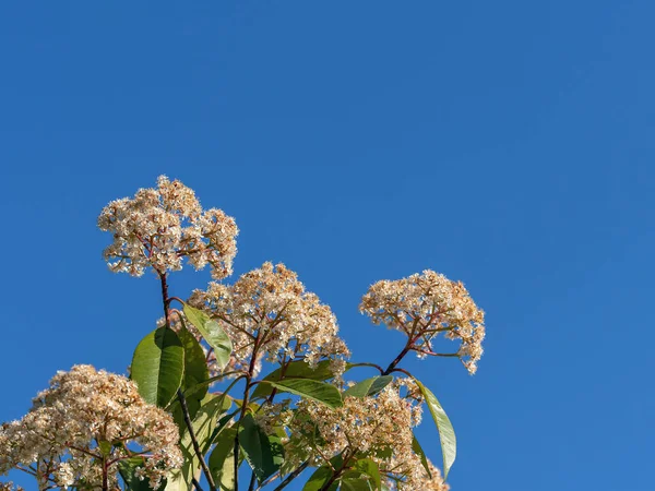 Mavi Gökyüzüne Karşı Güzel Parlak Bir Çiçek — Stok fotoğraf