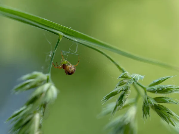 Spider Spider Web — Stock Photo, Image