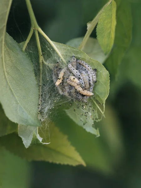 Eine Nahaufnahme Einer Raupe Auf Einem Grünen Blatt Spinnenmottenraupen — Stockfoto