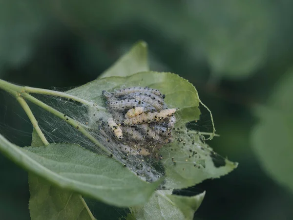 Yeşil Bir Yaprağın Üzerindeki Kelebeğe Yaklaş Örümcek Güvesi Tırtılları — Stok fotoğraf