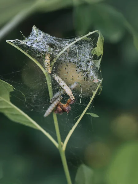 Eine Selektive Fokusaufnahme Einer Spinne Inmitten Einer Grünen Pflanze Spinnenmottenraupen — Stockfoto