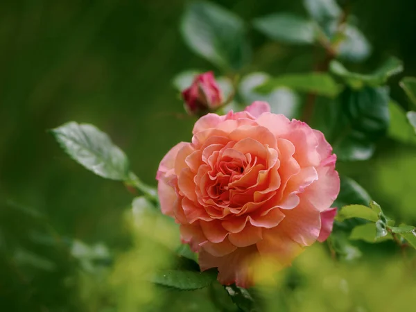 Rosa Única Color Suave Amarillo Naranja —  Fotos de Stock
