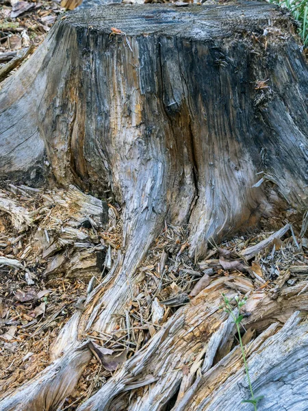 Waldfläche Waldboden Und Baumstumpf — Stockfoto