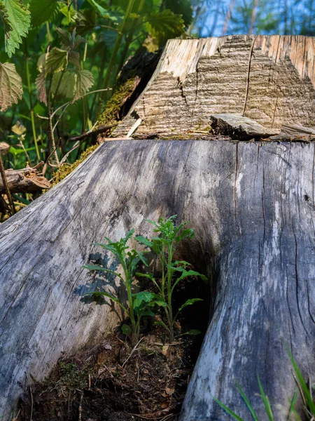 Лісова Зона Лісова Підлога Пень Дерев — стокове фото
