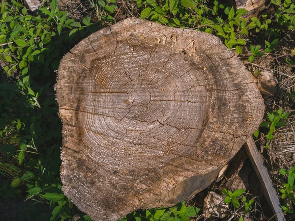 Área Florestal Piso Florestal Anéis Crescimento Coto Árvore — Fotografia de Stock