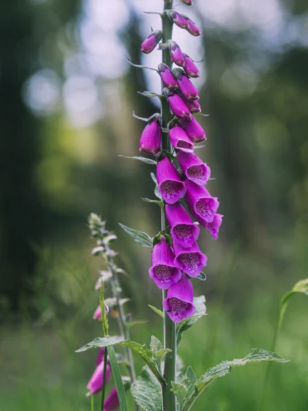 Forest May Clearing Foxgloves Digitalis Marburg Der Lahn — Stock Photo, Image