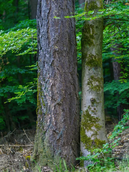森林小径 云杉松树 木柴堆 马尔堡和德拉恩 — 图库照片