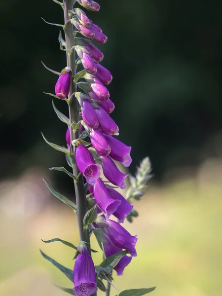 在阳光灿烂的日子里 一张美丽的紫色花朵的特写照片 森林里紫色的狐狸手套 — 图库照片