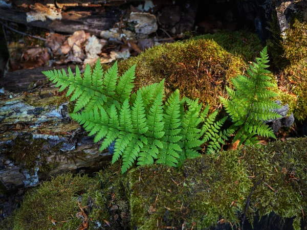 森の中の地面にシダ — ストック写真