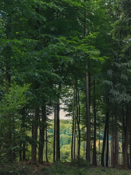 Plano Vertical Bosque Rodeado Vegetación Bosque —  Fotos de Stock