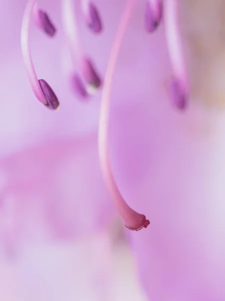 Μακροεντολή Φωτογραφία Του Όμορφου Λουλουδιού Λεπτομέρεια Λουλουδιών — Φωτογραφία Αρχείου