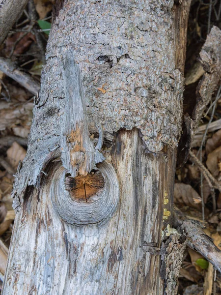 Старый Ствол Дерева Трещинами Марбах Лан — стоковое фото