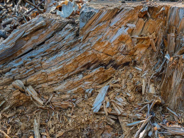 Textura Casca Árvore Marbach Lahn — Fotografia de Stock