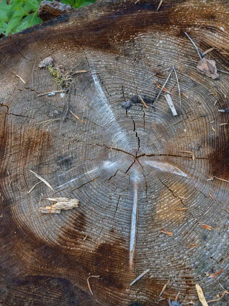 Поріж Старий Стовбур Дерева Марбах Лан — стокове фото
