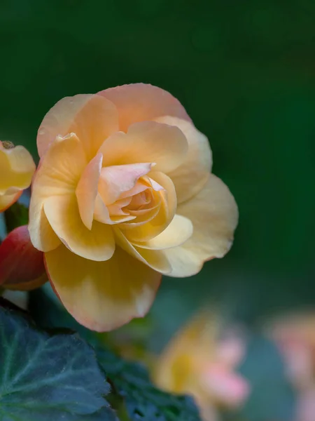 Krásné Kvetoucí Květiny Letní Zahradě Kvetoucí Zlatožlutá Begonie — Stock fotografie