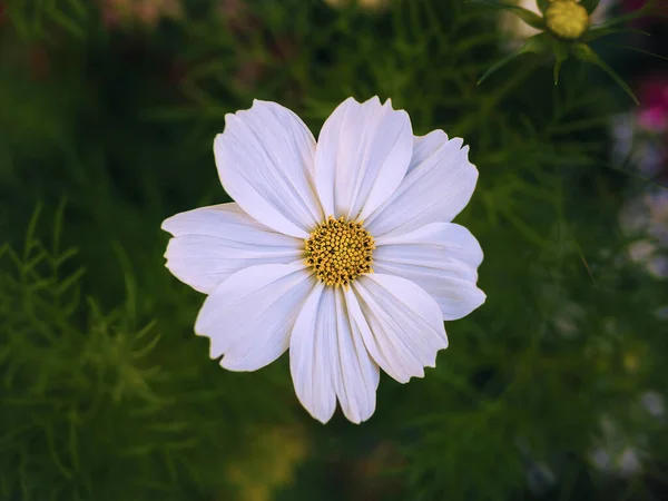 庭の白い花美しい単一の白い化粧品の花 — ストック写真