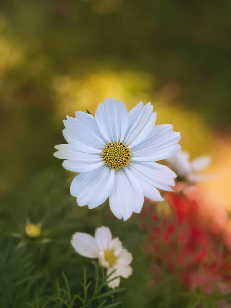 庭の美しい花美しい単一の白い化粧品の花 — ストック写真